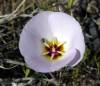 Mariposa-Lilly-Chicago-Valley.jpg