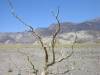 desert-gold-artists-palette-DV-1.jpg