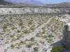 dodder-miner-shoshone.jpg