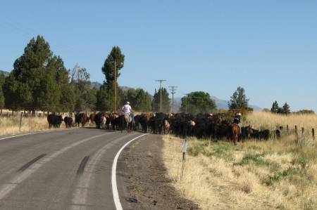 Cattle drive