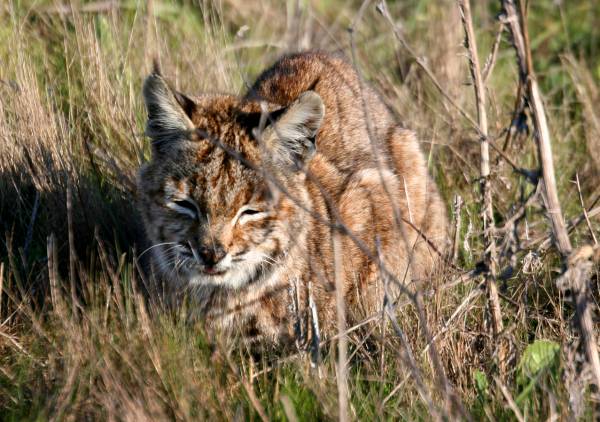Napping Bobcat