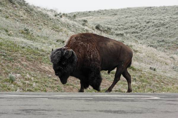 Bison
