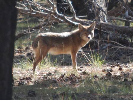 Coyote (i think)
