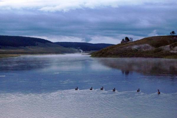 Canada geese