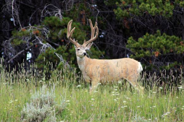 Deer