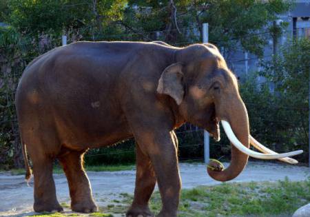 Elephant -- LA  Zoo