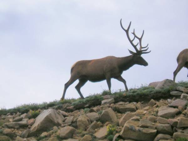 Elk on Patrol