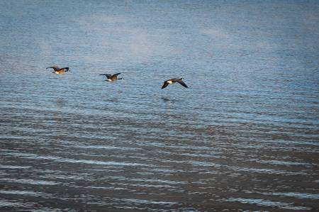 Geese over Jackson Lake
