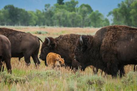 Bison