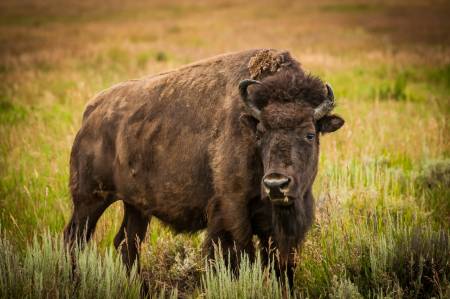 Bison