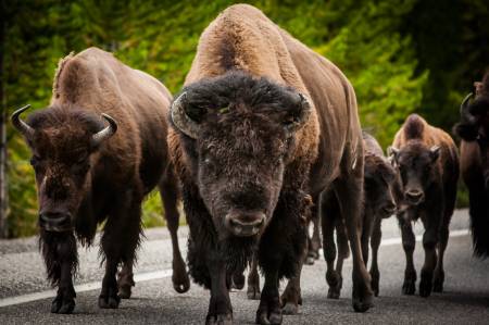 Bison in Yellowstone