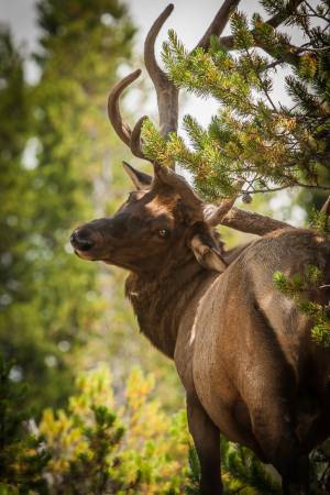 Elk