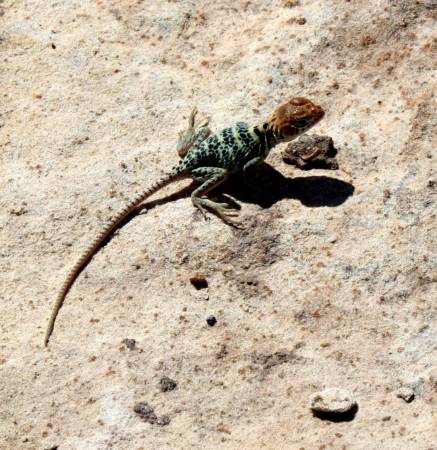 Lizard