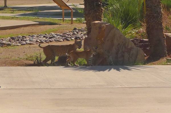 Bobcat and kittens