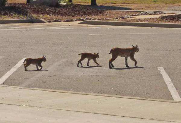 Bobcat and kittens