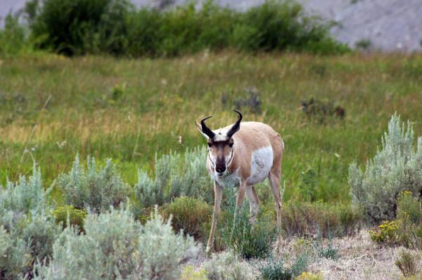 Pronghorn