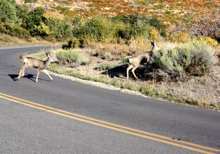 deer