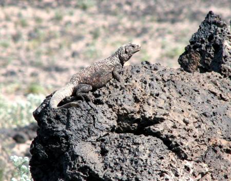 Chuckwalla