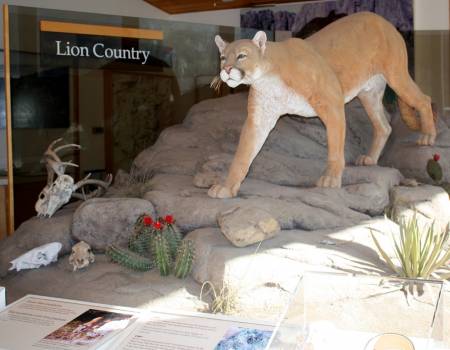 Mountain Lion