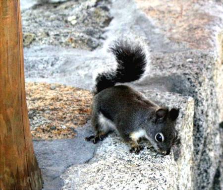 Squirrel - Sequoia National Park