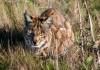 12-7-09SeymourBobcat.jpg