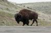 Bison.JPG