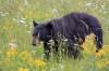 Black_bear.JPG