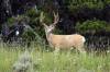 Deer.JPG