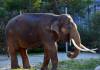 Elephant-LA_Zoo.jpg