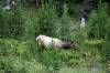 Elk.JPG