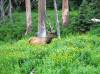 GT-Elk-2RockyMntNatlParkWildlife.jpg