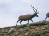 GT-Elk-RockyMntNatlParkWildlife.jpg