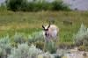 Pronghorn.JPG