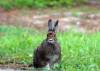 Rabbit.JPG