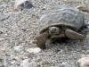 RedRock-04-10-Sister-on-mission-2.jpg