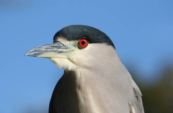 Black Crowned Night Heron