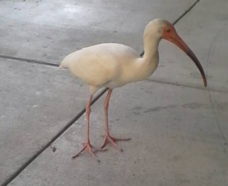 Ibis