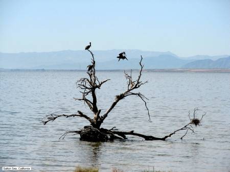 Nesting birds at Salton Sea, California