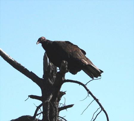 Turkey vulture