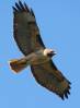 3-10-10MontereyRedtails.jpg