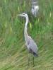 Blue_Heron.jpg