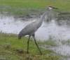 Sandhill_Crane_2.jpg