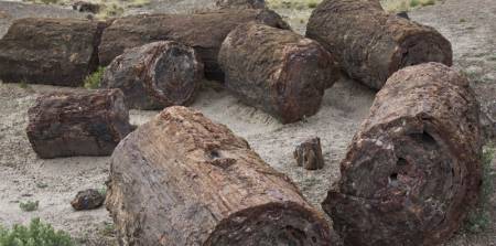 Petrified Forest