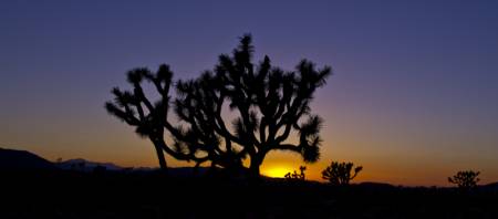 Sunset at Joshua Tree NP