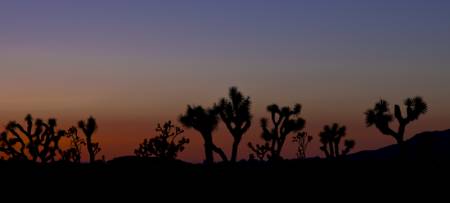 Joshua Tree National Park