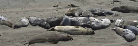 Seals