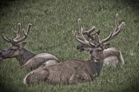 Wildlife
