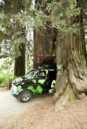 Drive through Tree
