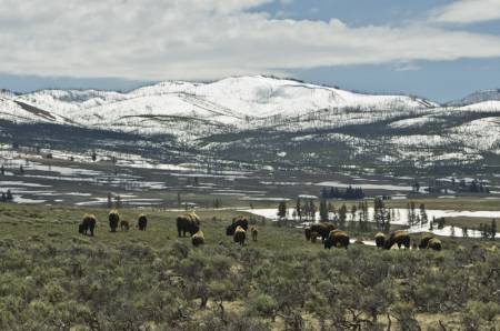 Yellowstone National Park