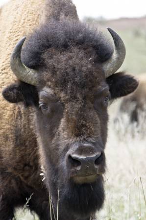 Bison